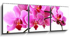 Obraz s hodinami 3D tdln - 150 x 50 cm F_BM2768352 - pink orchid