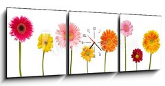 Obraz s hodinami 3D tdln - 150 x 50 cm F_BM28406687 - flower nature garden botany daisy bloom pot