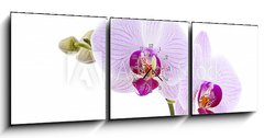 Obraz s hodinami 3D tdln - 150 x 50 cm F_BM28589328 - Pink Orchid