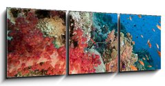 Obraz s hodinami 3D tdln - 150 x 50 cm F_BM29193498 - Marine life in the Red Sea.