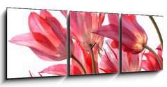 Obraz s hodinami   Beautiful tulips., 150 x 50 cm