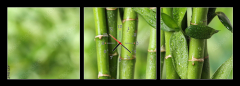 Obraz s hodinami 3D tdln - 150 x 50 cm F_BM297248139 - Beautiful green bamboo stems on blurred background