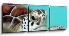 Obraz s hodinami 3D tdln - 150 x 50 cm F_BM3040978 - water turtle