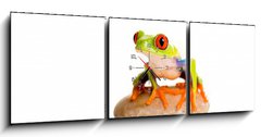 Obraz s hodinami   Red Eyed Tree Frog, 150 x 50 cm