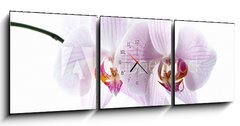 Obraz s hodinami 3D tdln - 150 x 50 cm F_BM30876639 - pink spotted  orchids isolated on white background