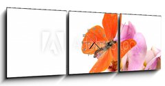 Obraz s hodinami 3D tdln - 150 x 50 cm F_BM31050009 - Butterfly Appias zarinda zarinda perspicua isolated on white - Motl Appias zarinda zarinda perspicua izolovanch na blm