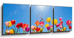 Obraz s hodinami 3D tdln - 150 x 50 cm F_BM31333343 - Tulips in the sun