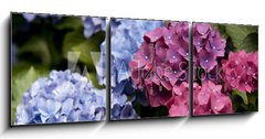 Obraz s hodinami   Bl hende Hortensie, 150 x 50 cm