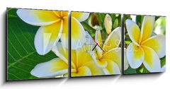 Obraz s hodinami 3D tdln - 150 x 50 cm F_BM31591556 - frangipanier