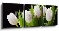 Obraz s hodinami 3D tdln - 150 x 50 cm F_BM31897392 - Bouquet of white tulips on black background