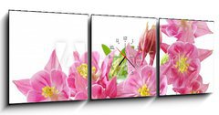 Obraz s hodinami   Aquilegia Vulgaris Columbine, 150 x 50 cm