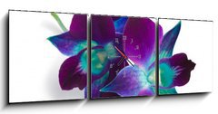 Obraz s hodinami   orchid, 150 x 50 cm