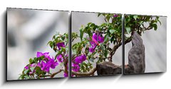 Obraz s hodinami   Flower of a bougainvillea, 150 x 50 cm