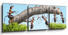 Obraz s hodinami 3D tdln - 150 x 50 cm F_BM33747166 - teamwork, team of ants costructing bridge