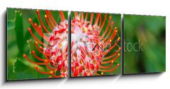 Obraz s hodinami 3D tdln - 150 x 50 cm F_BM33831777 - PIncushion protea pink and orange