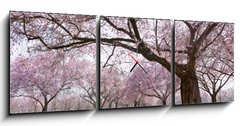 Obraz s hodinami   Sakura, 150 x 50 cm