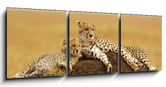 Obraz s hodinami 3D tdln - 150 x 50 cm F_BM34598898 - Cheetahs on the Masai Mara in Southwestern Kenya