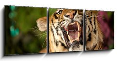 Obraz s hodinami 3D tdln - 150 x 50 cm F_BM35010447 - The tiger growls