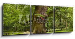 Obraz s hodinami   alte Eiche, 150 x 50 cm