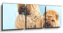 Obraz s hodinami   Sharpei in front of a white background, 150 x 50 cm