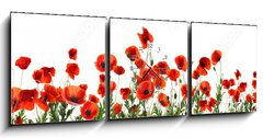 Obraz s hodinami 3D tdln - 150 x 50 cm F_BM357867320 - Beautiful red poppy flowers on white background. Banner design