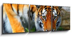 Obraz s hodinami 3D tdln - 150 x 50 cm F_BM35795097 - tiger