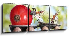 Obraz s hodinami 3D tdln - 150 x 50 cm F_BM36549183 - ants deliver red currant with trailer of sunflower seeds