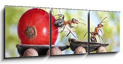 Obraz s hodinami   ants deliver red currant with trailer of sunflower seeds, 150 x 50 cm