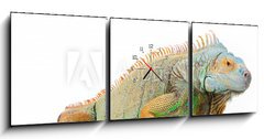 Obraz s hodinami 3D tdln - 150 x 50 cm F_BM36604708 - portrait of iguana on isolated white - portrt iguana na izolovan bl