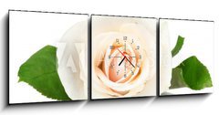 Obraz s hodinami 3D tdln - 150 x 50 cm F_BM36655537 - Cream rose with leaves isolated on white - Cream rose s listy izolovanch na blm