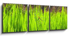 Obraz s hodinami 3D tdln - 150 x 50 cm F_BM36700991 - Terraced rice fields in northern Thailand - Terasy rovch pol v severnm Thajsku