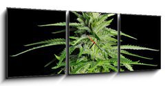 Obraz s hodinami 3D tdln - 150 x 50 cm F_BM36911963 - Potent Medical Marijuana Plant