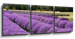 Obraz s hodinami 3D tdln - 150 x 50 cm F_BM37425544 - Lavender Farm in Sequim, Washington, USA - Lavender farma v Sequim, Washington, USA