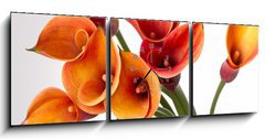 Obraz s hodinami   Orange Calla lilies(Zantedeschia) over white, 150 x 50 cm