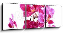 Obraz s hodinami 3D tdln - 150 x 50 cm F_BM37945049 - Mini Orchide sur fond blanc