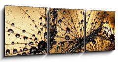 Obraz s hodinami 3D tdln - 150 x 50 cm F_BM3821285 - wet dandelion seed