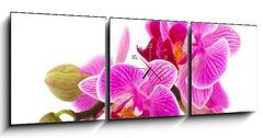 Obraz s hodinami 3D tdln - 150 x 50 cm F_BM38877808 - Tropical pink orchid