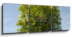 Obraz s hodinami 3D tdln - 150 x 50 cm F_BM39531332 - Linde Baum