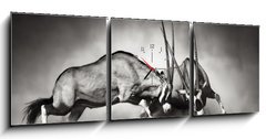 Obraz s hodinami   Gemsbok fight, 150 x 50 cm