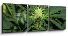 Obraz s hodinami 3D tdln - 150 x 50 cm F_BM40614796 - Cannabis Hintergrund background - Cannabis Hintergrund pozad