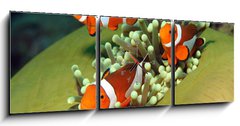 Obraz s hodinami   Three Western Clown Anemonefish in Anemone, Bunaken, Indonesia, 150 x 50 cm