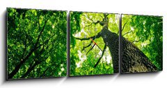 Obraz s hodinami 3D tdln - 150 x 50 cm F_BM41095112 - forest