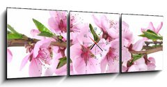 Obraz s hodinami   beautiful pink peach blossom isolated on white, 150 x 50 cm