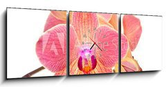 Obraz s hodinami 3D tdln - 150 x 50 cm F_BM41466229 - Pink orchid