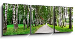 Obraz s hodinami   path in birch forest, 150 x 50 cm