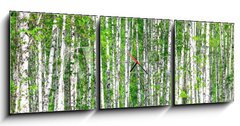 Obraz s hodinami   Birch forest. May, 150 x 50 cm