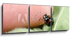 Obraz s hodinami   Kugelmarienk fer klettert auf Finger, 150 x 50 cm