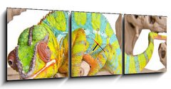 Obraz s hodinami 3D tdln - 150 x 50 cm F_BM41961135 - Colorful chameleon.