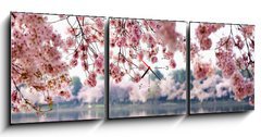 Obraz s hodinami 3D tdln - 150 x 50 cm F_BM41977013 - Cherry Blossoms over Tidal Basin in Washington DC