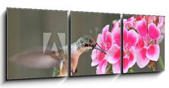 Obraz s hodinami 3D tdln - 150 x 50 cm F_BM42378614 - Hummingbird Feeding - Kolibk krmen